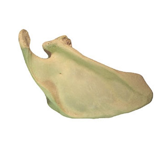 Category: Natural Bone - Osta International