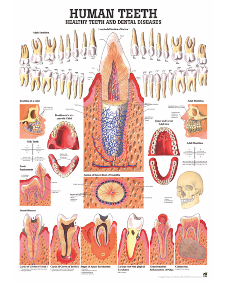 Human Teeth Anatomical Chart - Osta International