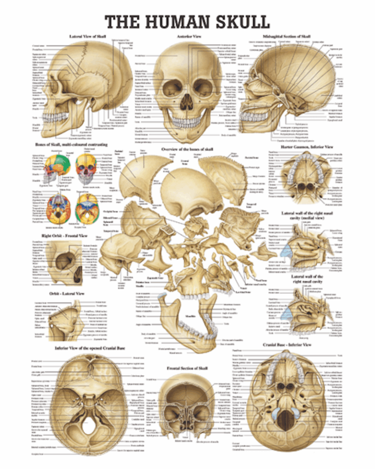 The Human Skull Anatomical Chart Osta International