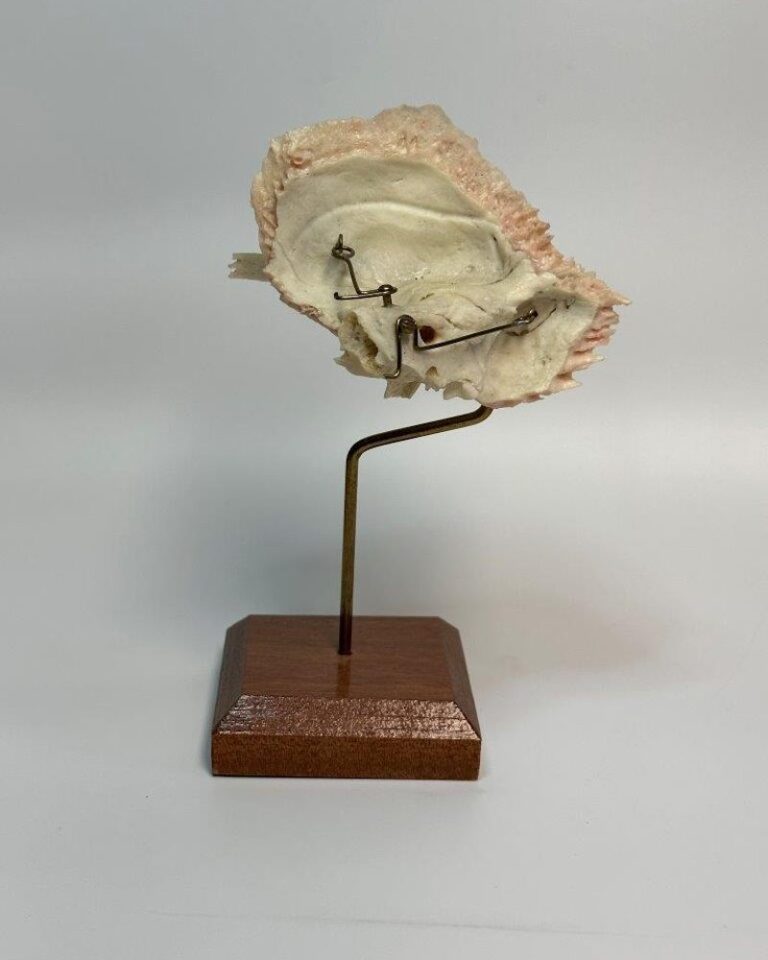 Right temporal Bone on Stand Osta International