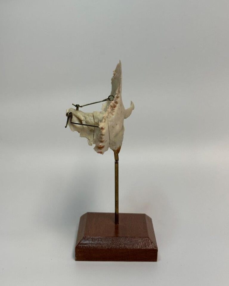 Right temporal Bone on Stand Osta International