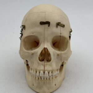 Demonstration Skull