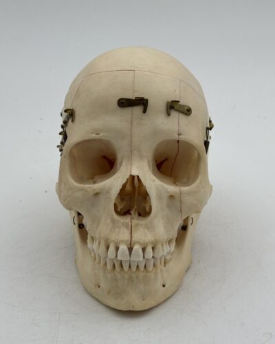 Demonstration Skull