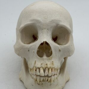 Human Skull