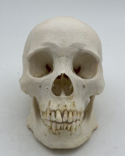 Human Skull