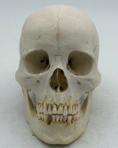 Human Skull